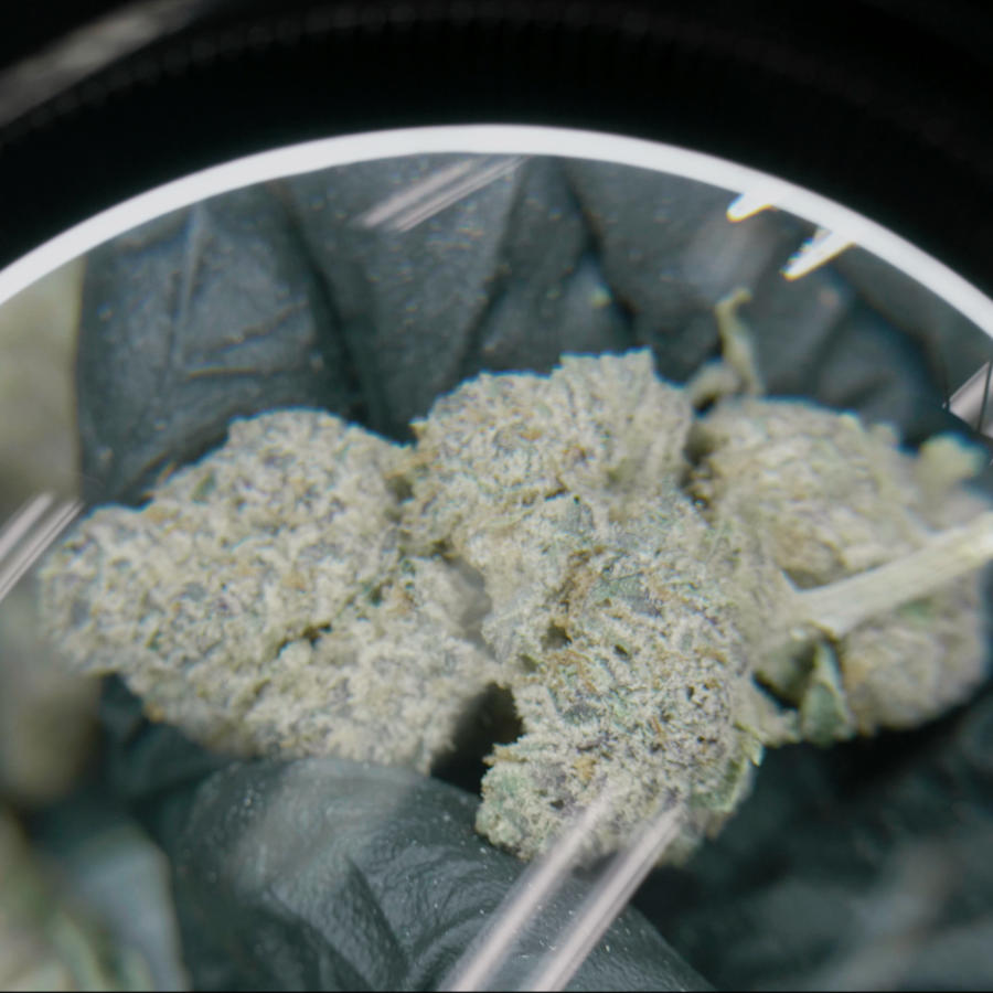 A cannabis flower bud under a magnifying glass being held by someone with black latex gloves on.