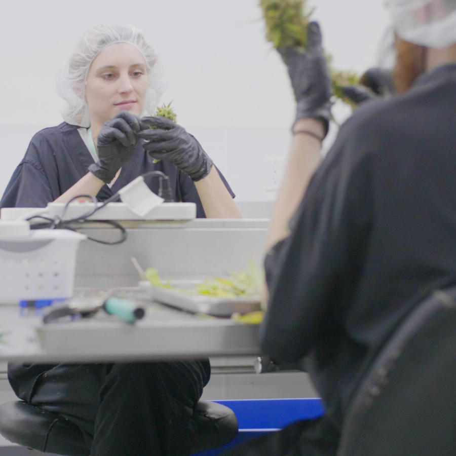 lab employees with hairnets and gloves on examining cannabis flower