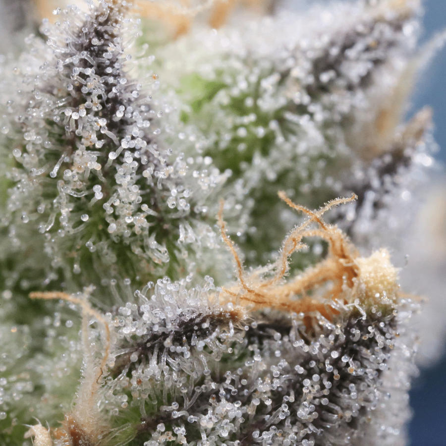 A close up of a cannabis flower with emphasis on the crystal cannabinoid structures on the outside