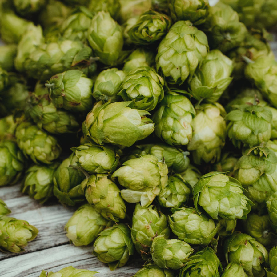 A pile of hops