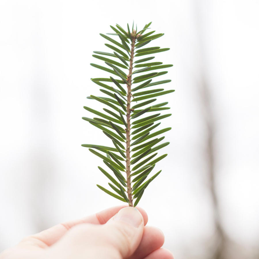 A pine needle being held from the bottom